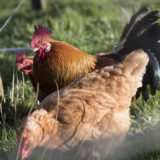 Des poules