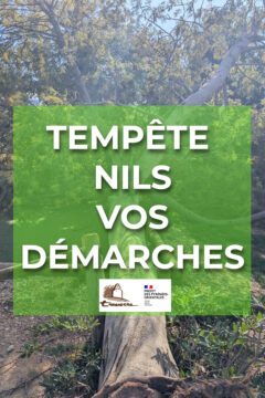 Un mimosa tombé à l'espace Planas à Tresserre lors du tempête Nils. Le texte "Tempête Nils - Vos démarches"